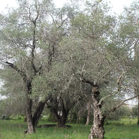 Repose Olive Grove *