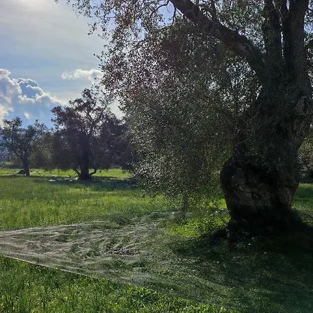 Repose Olive Grove *
