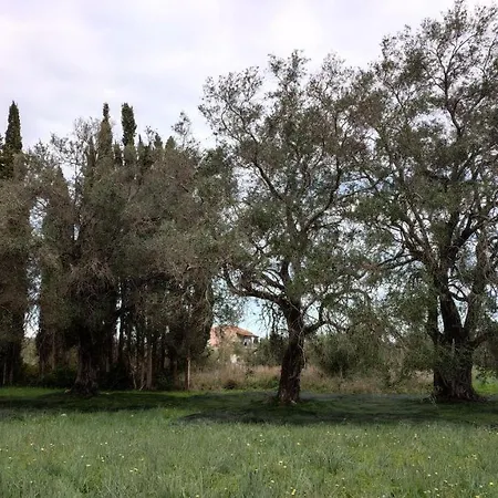 Repose Olive Grove Roda (Corfu)