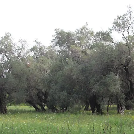 Repose Olive Grove * Roda (Corfu)