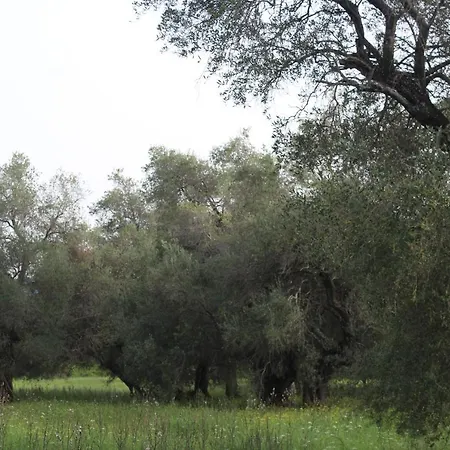 Repose Olive Grove