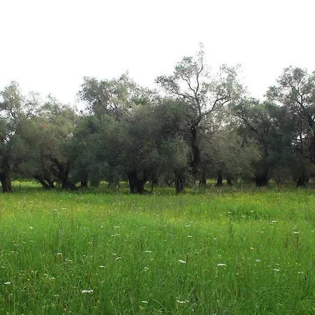Repose Olive Grove Roda (Corfu)