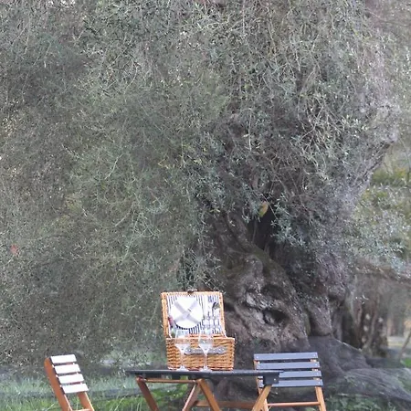Repose Olive Grove