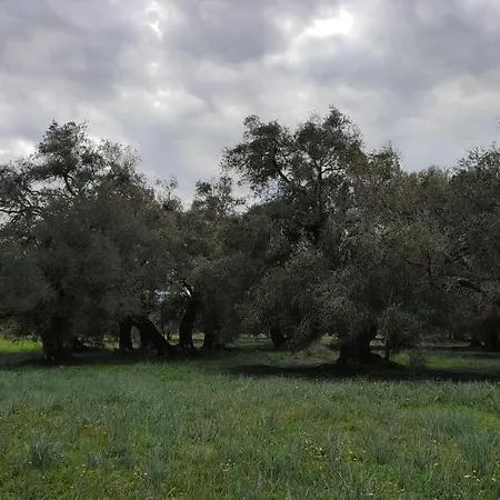 Apartment Repose Olive Grove *