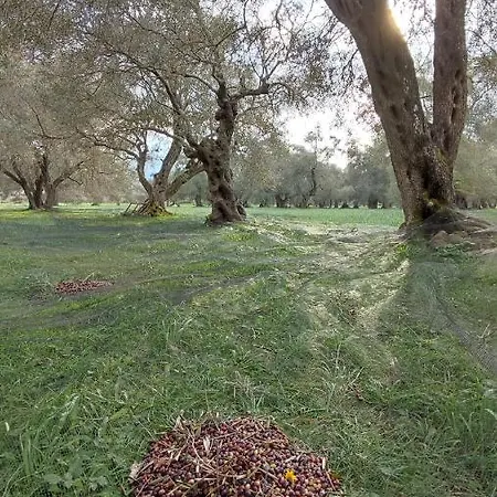 Repose Olive Grove * Roda (Corfu)