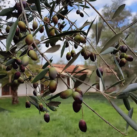 Repose Olive Grove *